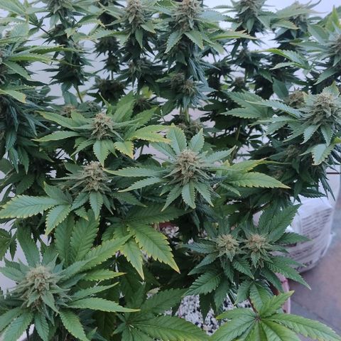 White Widow growlog timeline photo