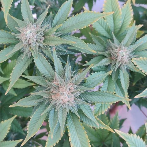 White Widow growlog timeline photo