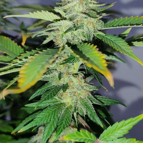 White Widow growlog timeline photo