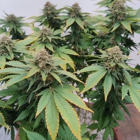 White Widow growlog timeline photo
