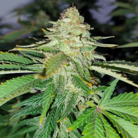 White Widow growlog timeline photo