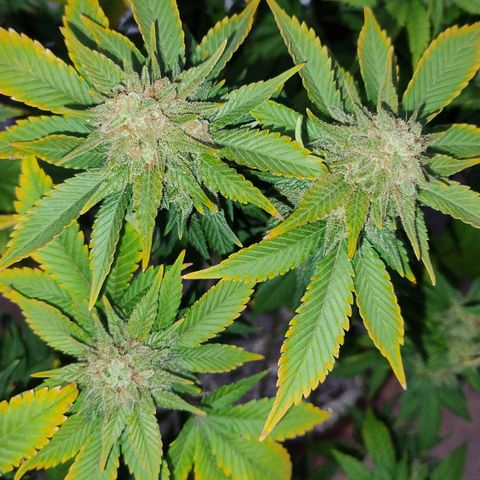 White Widow growlog timeline photo