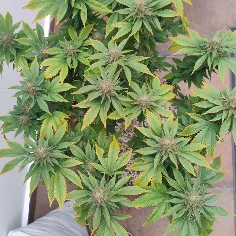 White Widow growlog timeline photo