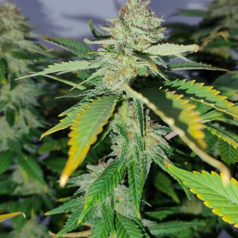 White Widow growlog timeline photo
