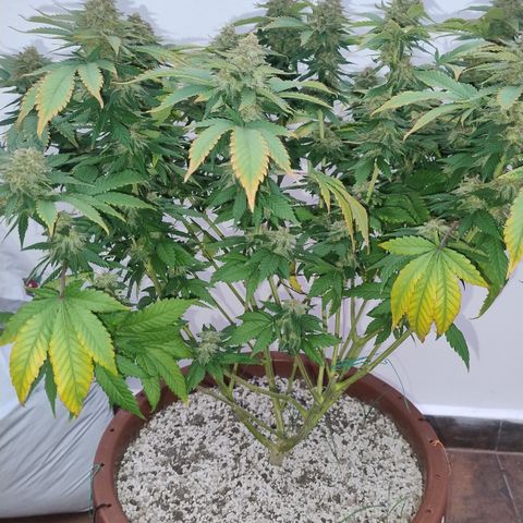 White Widow growlog timeline photo
