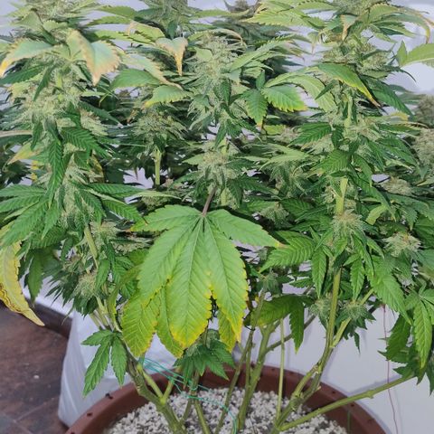 White Widow growlog timeline photo