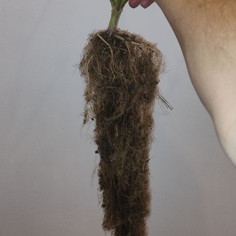 White Widow growlog timeline photo
