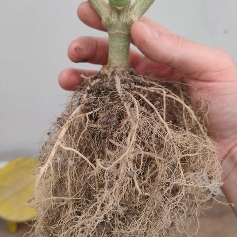 White Widow growlog timeline photo