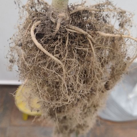 White Widow growlog timeline photo