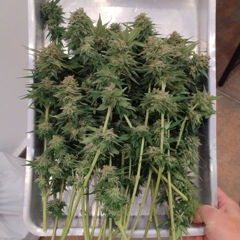 White Widow growlog timeline photo