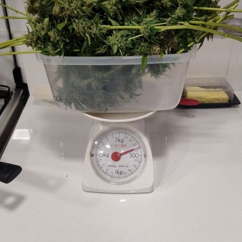White Widow growlog photo: Tarado