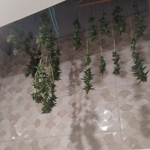 White Widow growlog timeline photo