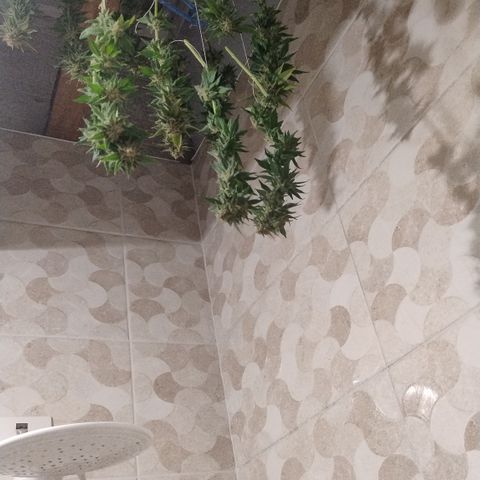 White Widow growlog timeline photo