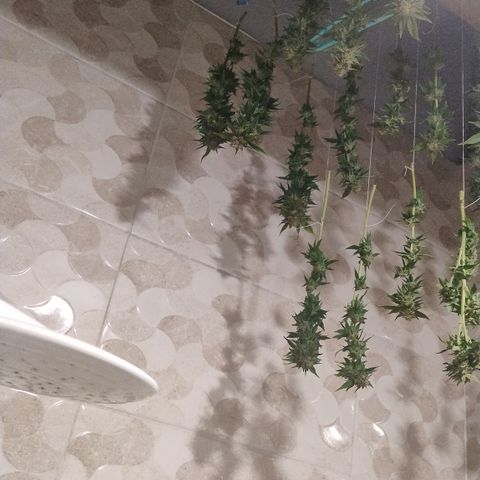 White Widow growlog timeline photo