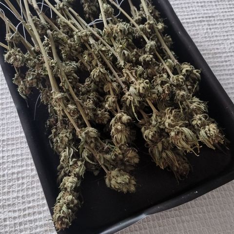 White Widow growlog timeline photo
