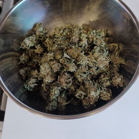 White Widow growlog timeline photo