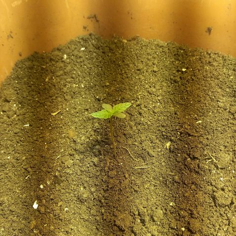 Auto Blueberry growlog timeline photo
