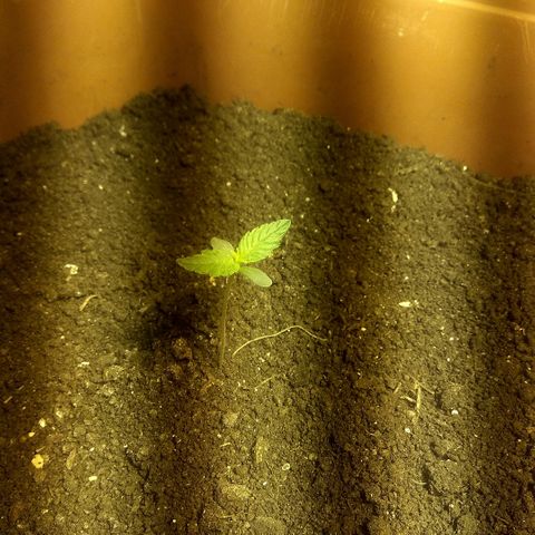 Auto Blueberry growlog timeline photo