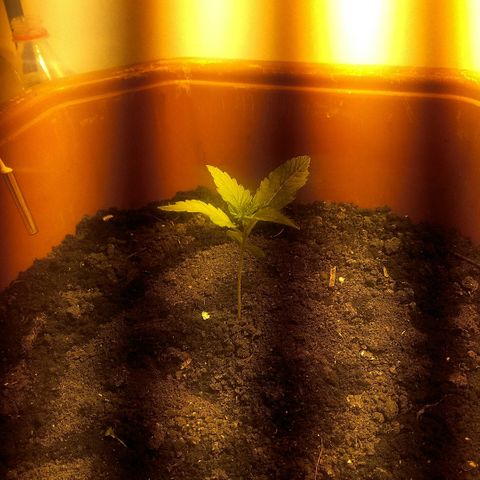 Auto Blueberry growlog timeline photo