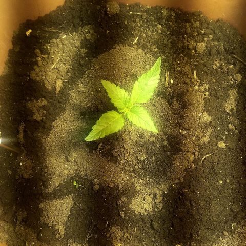 Auto Blueberry growlog timeline photo