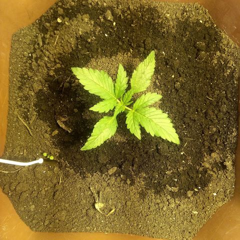 Auto Blueberry growlog timeline photo