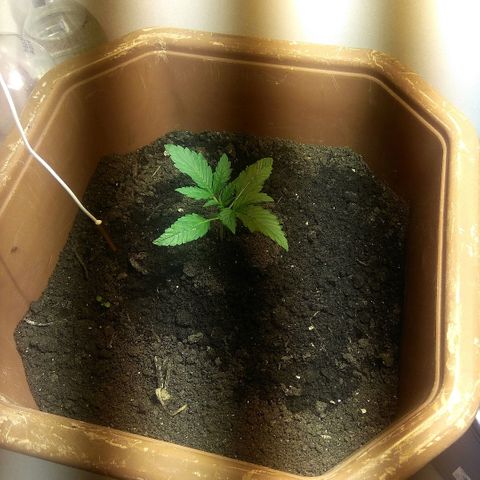 Auto Blueberry growlog timeline photo