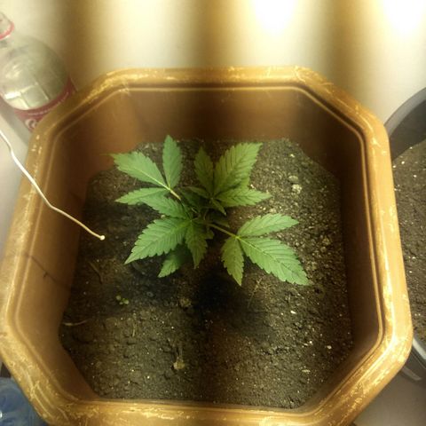 Auto Blueberry growlog timeline photo