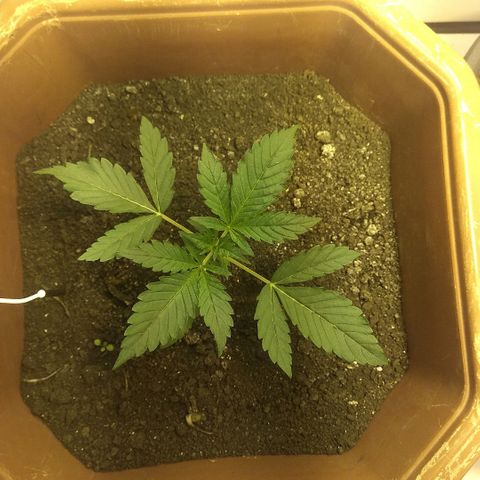 Auto Blueberry growlog timeline photo