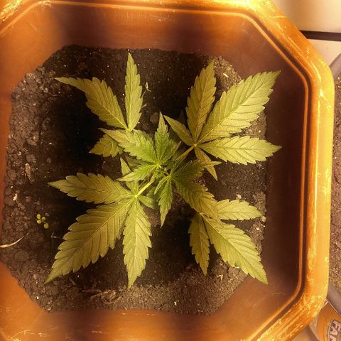 Auto Blueberry growlog timeline photo