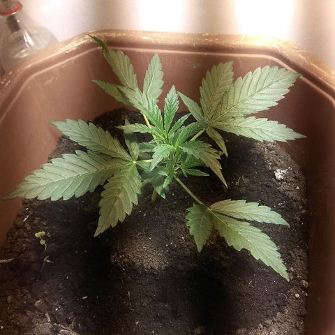 Auto Blueberry growlog timeline photo