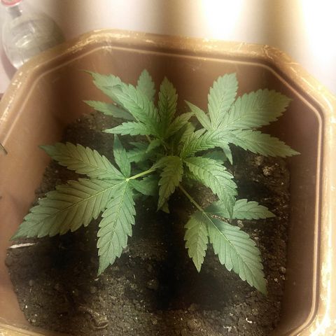 Auto Blueberry growlog timeline photo