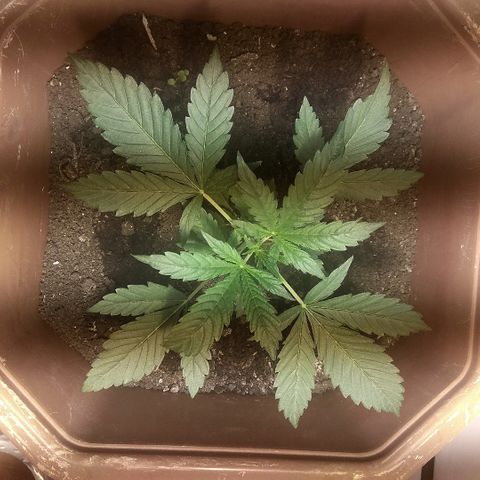 Auto Blueberry growlog timeline photo