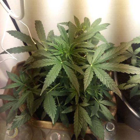 Auto Blueberry growlog timeline photo