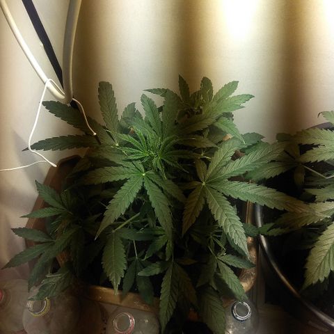 Auto Blueberry growlog timeline photo