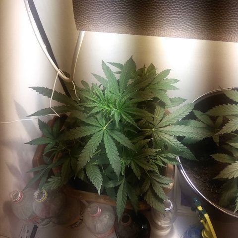 Auto Blueberry growlog timeline photo
