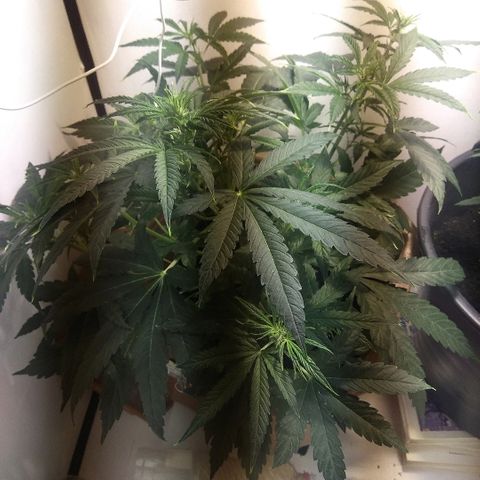Auto Blueberry growlog timeline photo