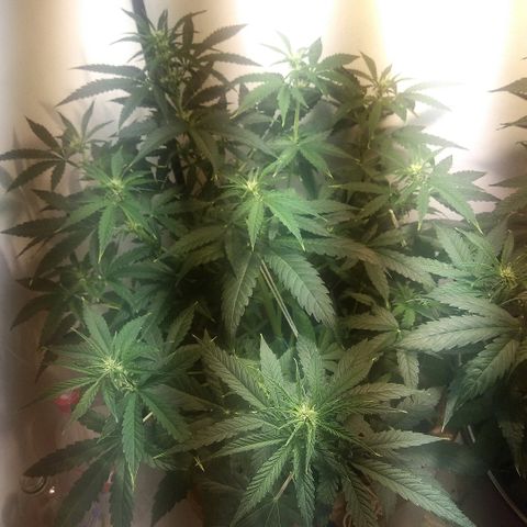 Auto Blueberry growlog timeline photo