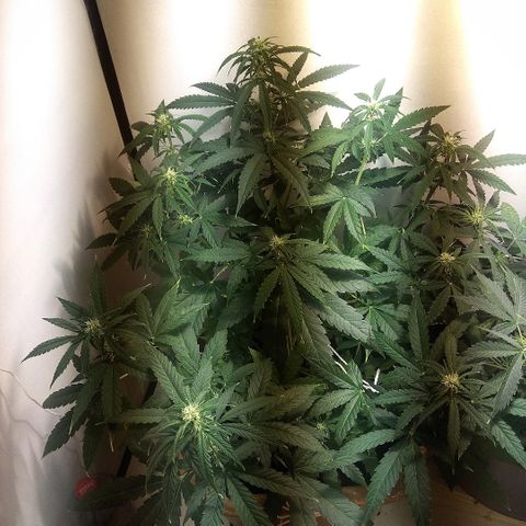Auto Blueberry growlog timeline photo