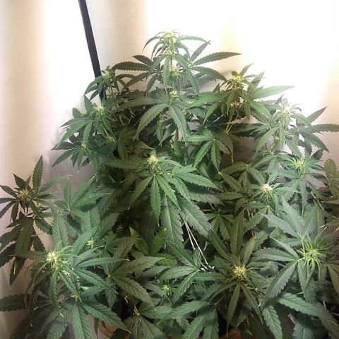 Auto Blueberry growlog timeline photo