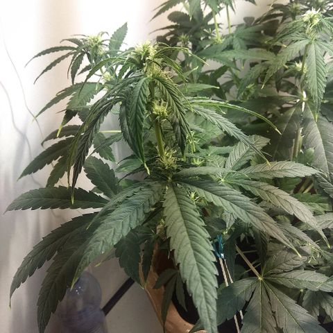 Auto Blueberry growlog timeline photo