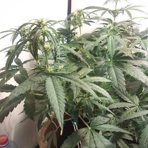 Auto Blueberry growlog timeline photo