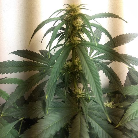 Auto Blueberry growlog timeline photo