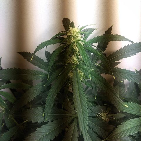 Auto Blueberry growlog timeline photo