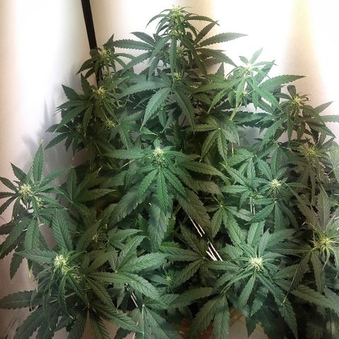 Auto Blueberry growlog timeline photo