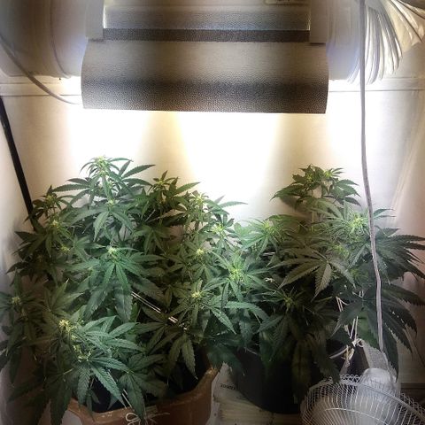 Auto Blueberry growlog timeline photo