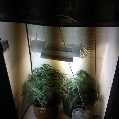 Auto Blueberry growlog timeline photo