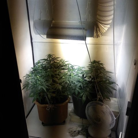 Auto Blueberry growlog timeline photo