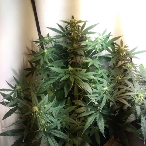 Auto Blueberry growlog timeline photo