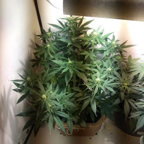 Auto Blueberry growlog timeline photo