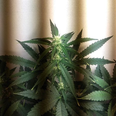 Auto Blueberry growlog timeline photo